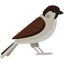 sparrow